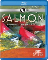 Nature: Salmon: Running the Gauntlet (Blu-ray Movie)